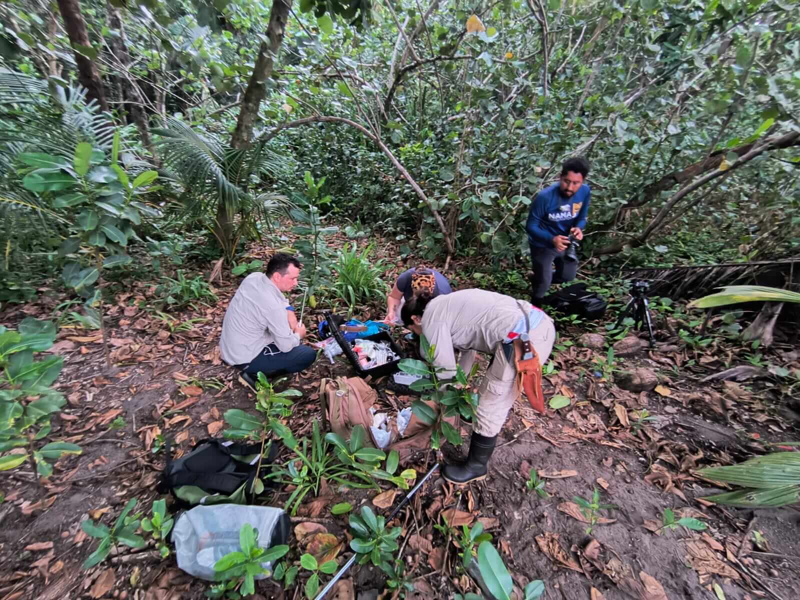 Captura de jaguares en Parque Nacional Tortuguero ayudará a su protección