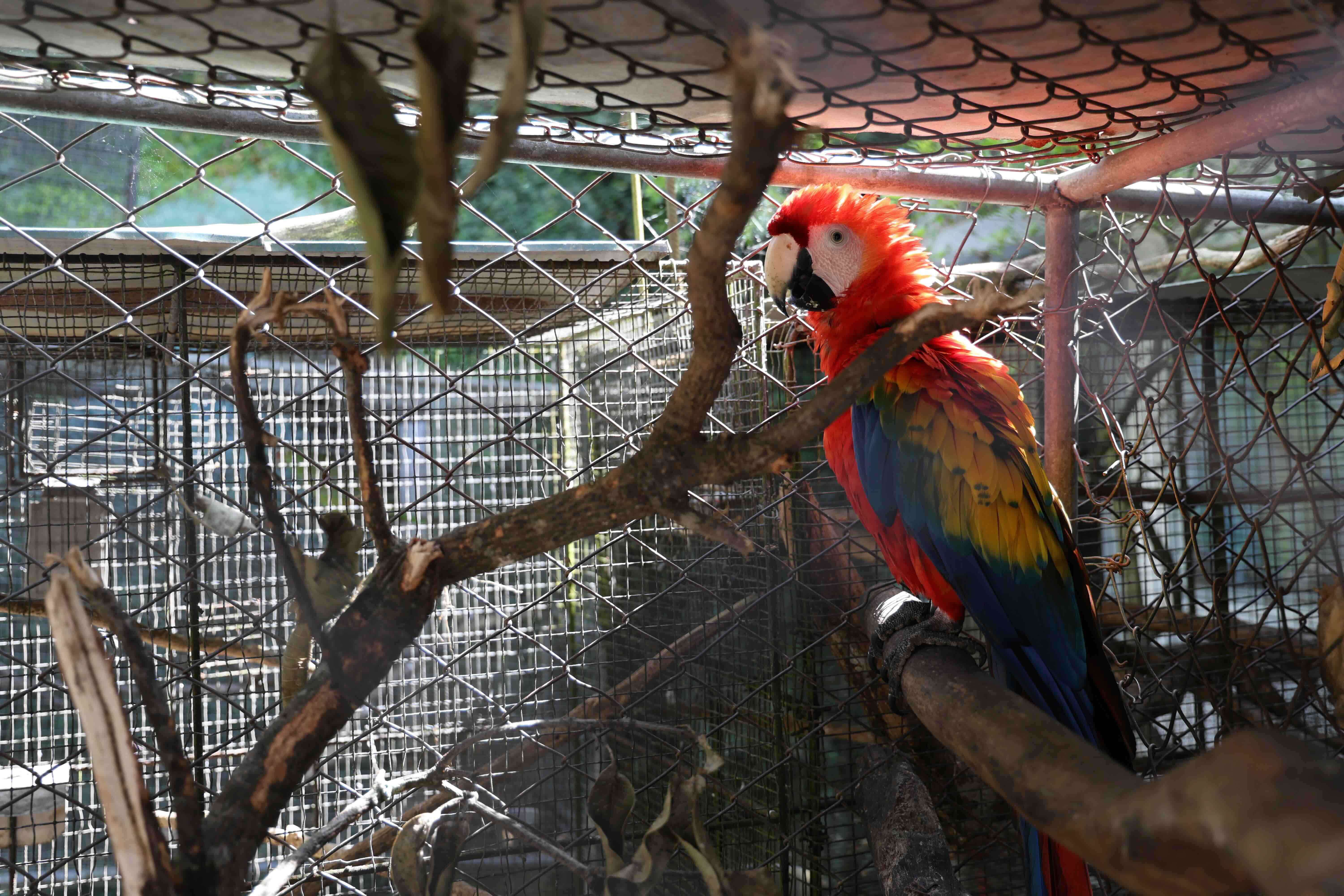 Crimen organizado utiliza sus redes para traficar vida silvestre