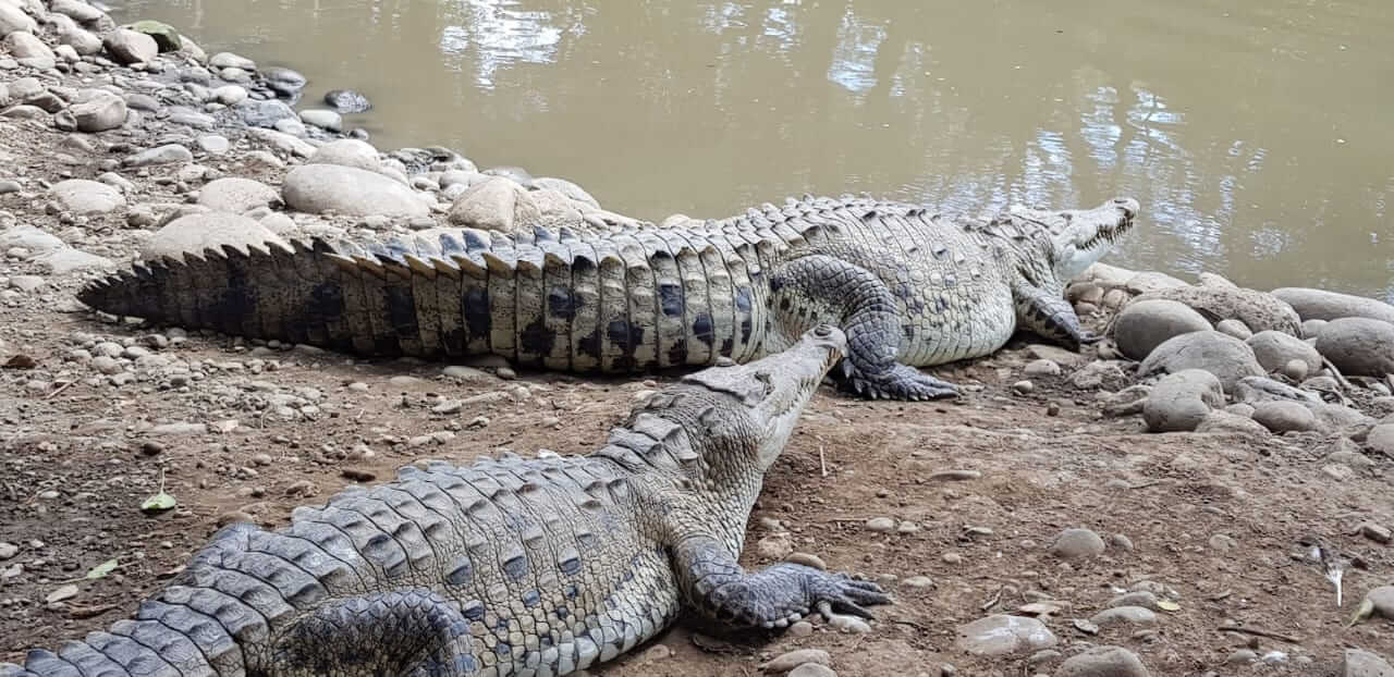 Cocodrilos a la vista: 4 consejos si va de paseo