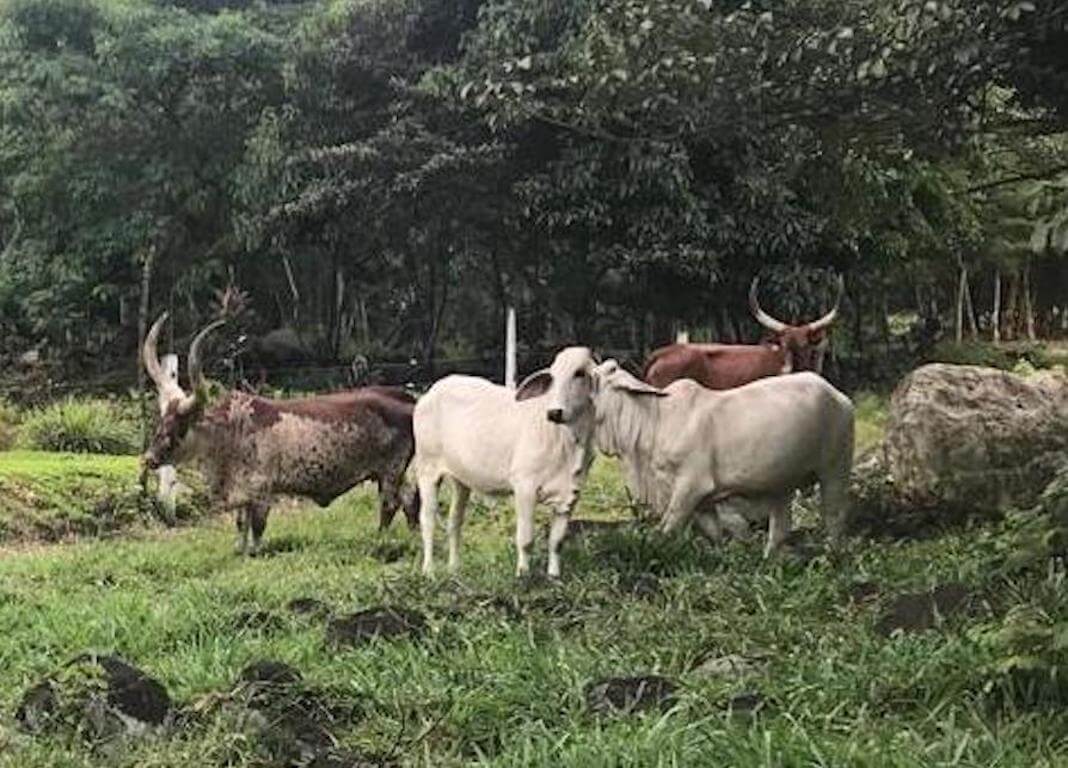 Amputan prepucio a toro cebú para recuperar su calidad de vida