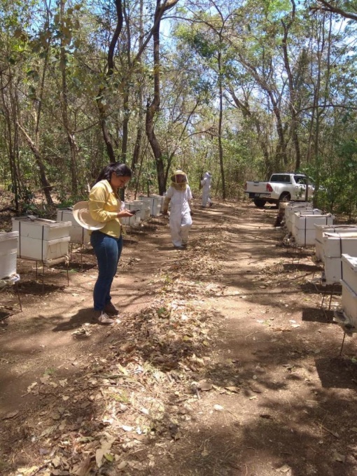En el Pacífico Central: traslape de apiarios podría disminuir producción de miel