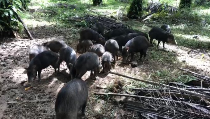 Especialistas atienden a grupo de chanchos de monte atacados con machetes 