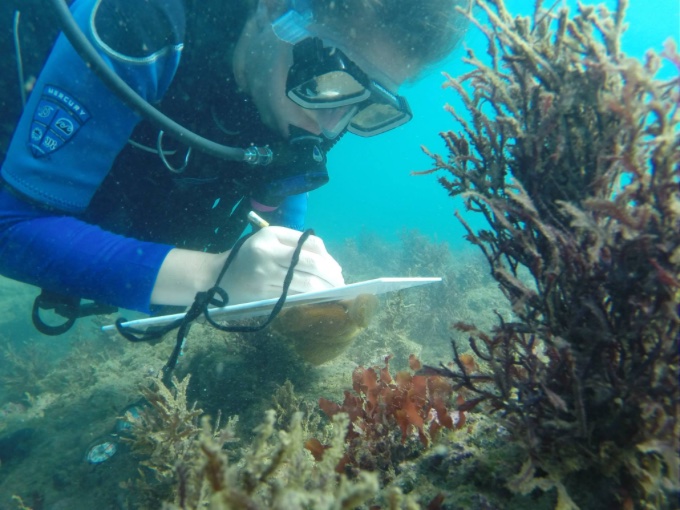 Contaminación por metales es un  riesgo latente para corales del Caribe