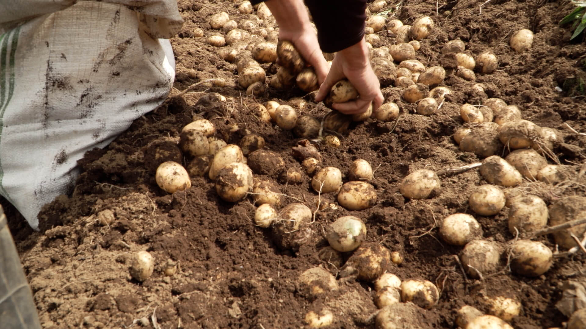 Especialistas de la UNA y productores de Zarcero combaten uso de agroquímicos