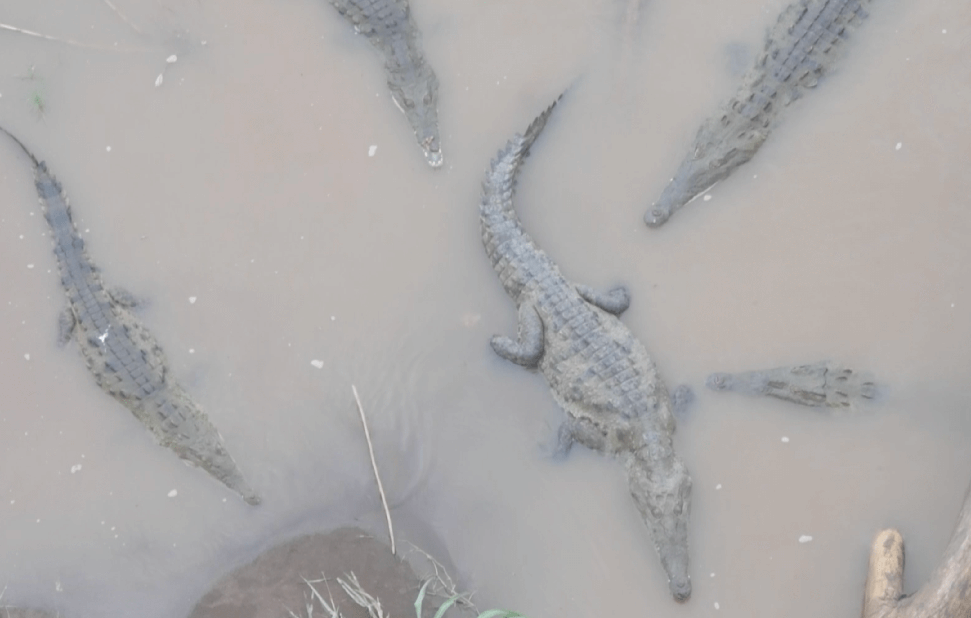 UNA trabaja en protocolo para monitorear cocodrilos con drones