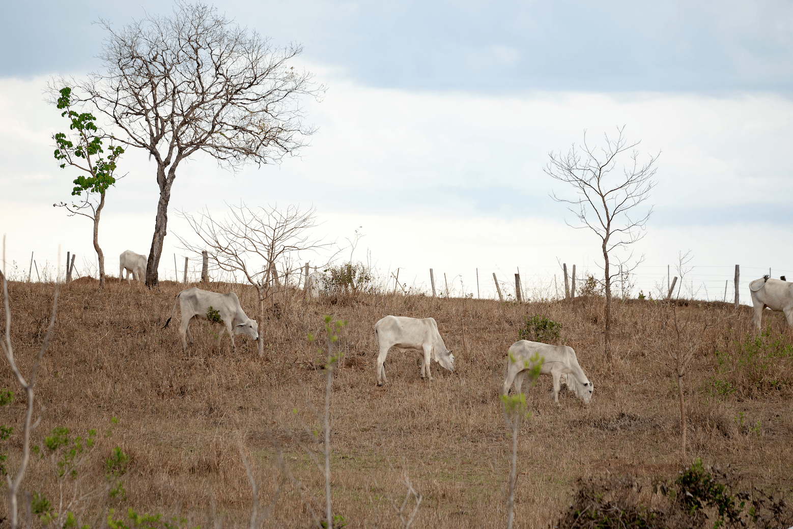 El Niño amenaza con un año más cálido y seco para Costa Rica