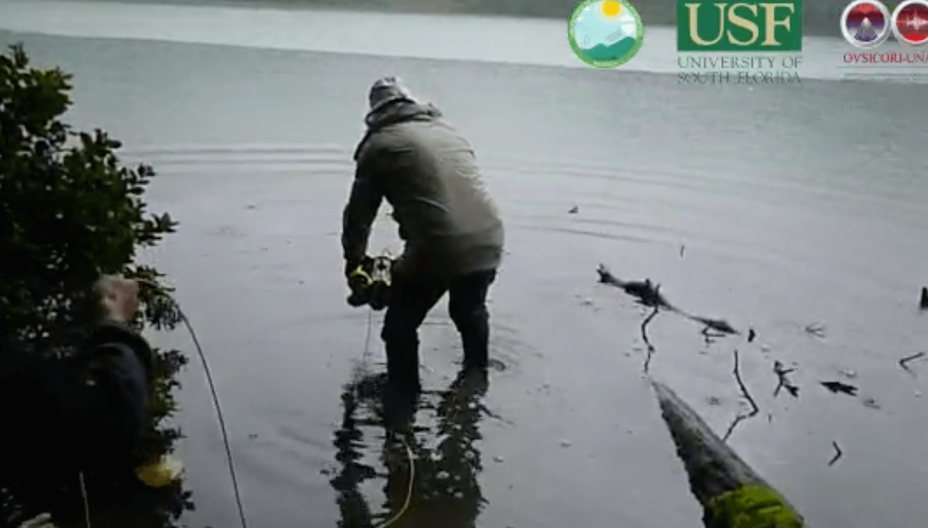 ¡Sí, hay vida acuática en la laguna del Poás!