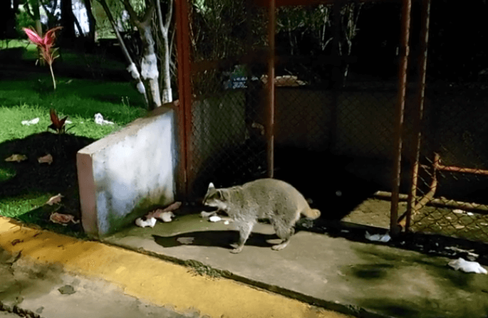 Animales silvestres y domésticos en el campus