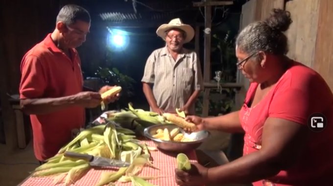 Resguardan semillas de maíz criollo para futuras generaciones 