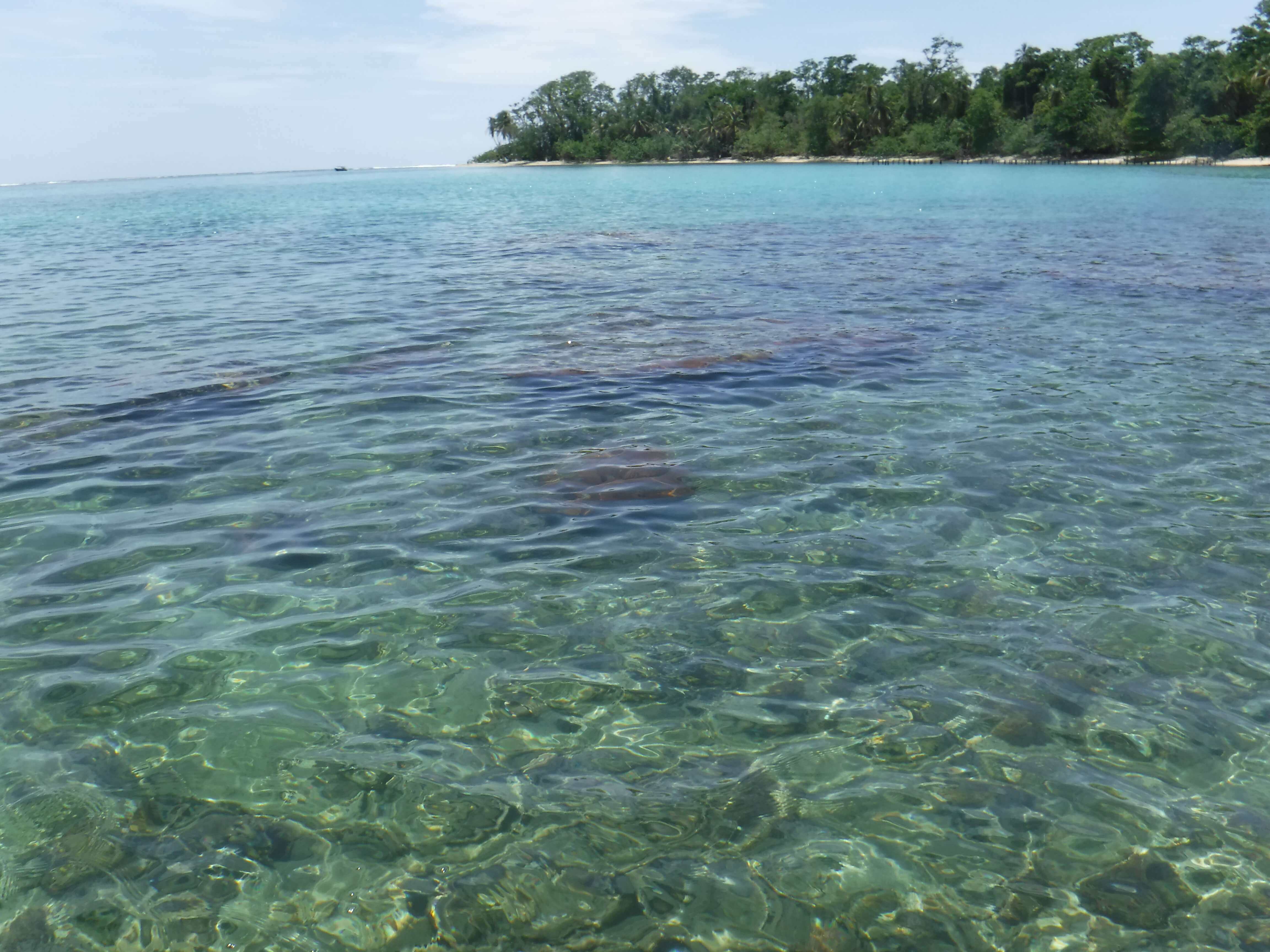 Proponen acciones para conservación de peces de arrecife