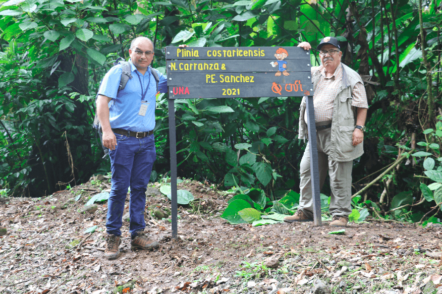 Científicos dedican nueva especie de árbol a bicentenario de la independencia 