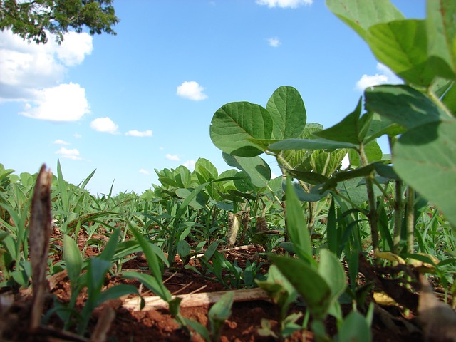 Modelo agrícola tradicional retoma vigencia ante pandemia