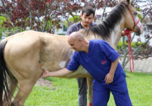 Veterinario de la UNA elabora sustancia que  regeneraría cartílago en caballos y humanos